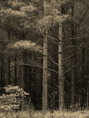 Hugo Oklahoma Forest print